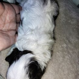 Pekingese and Poodle Puppies from Polk County Peekapoos