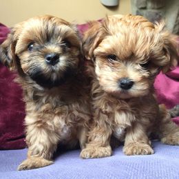 Havanese from Spring Meadow Havanese