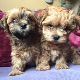 Havanese from Spring Meadow Havanese