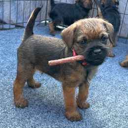 Border Terrier Puppies from Silli's Border Terriers