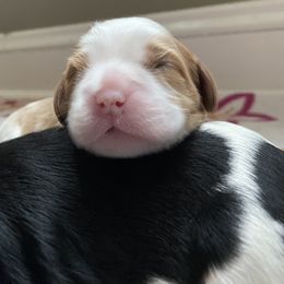 "My brother makes a great pillow....." Cavalier King Charles Spaniel Puppies from Eastwick Paws Cavaliers