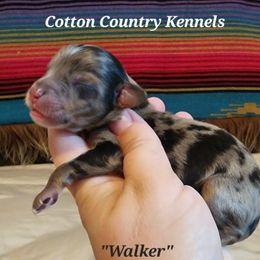 Walker - Blue merle male Aussiedoodle puppy in Vinemont, Alabama from Cotton Country Kennels