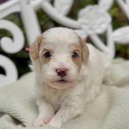 Penelope - Blenheim female Cavapoo puppy in Arlington, Texas from Van Haselen Poodles and Doodles