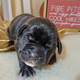 Boy 3 - male Cane Corso puppy in Franktown, Colorado from Earth and Ship Cane Corso