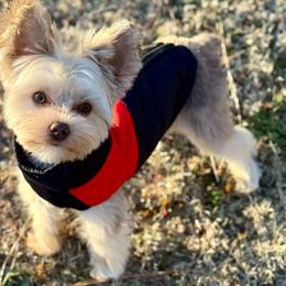 Yorkshire Terriers from Theo The Yorkie Stud