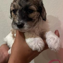 HalfnHalf - Tri-color female Bernedoodle puppy in Longmont, Colorado from Colorado Miniature Bernedoodle Puppies