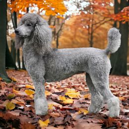 Dolly - Poodle
