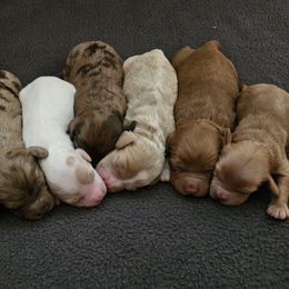 Cockapoos and Cocker Spaniels from Susanna's Cockers
