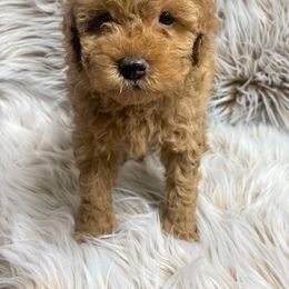 Cavachon, Cavalier King Charles Spaniel, Cavapoo, Goldendoodle, and Poodle Puppies from Manoka's Honeybee