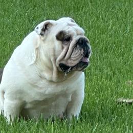Bulldogs and French Bulldogs from Southern Standard Bulldogs