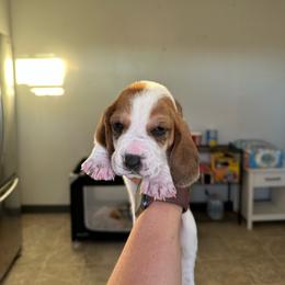 Boy 2 - Brown and white male Basset Hound puppy in Las Animas, Colorado from J&D Dachsies