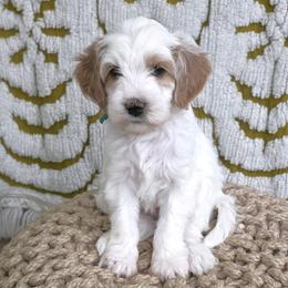 Mr Green - Parti male Goldendoodle puppy in Saratoga Springs, Utah from Serene Canyon Doodles