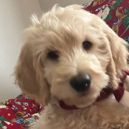 Goldendoodles from Andrea's Goldendoodles