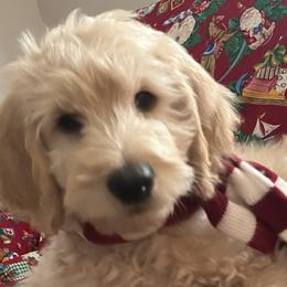 Goldendoodles from Andrea's Goldendoodles