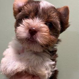 Boy 1 - Chocolate, tan and white male Yorkshire Terrier puppy in Georgia from Berggipfel Yorkies