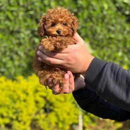 Male - Brown seal male German Shepherd puppy in Twin Lake, Michigan from VanBlargan German Shepherds