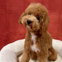 Boxers and Poodles from Chicago Boxers & Yorkies