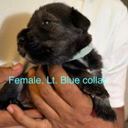 Lt. Blue collar - Pepper and salt female Standard Schnauzer puppy in Hickory Creek, Texas from Dragos Kennel