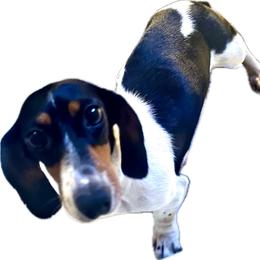 Bee - Dachshund