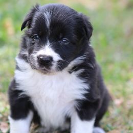 Kirk - Black male Border Collie puppy in Tylertown, Mississippi from Cool Meadow Farms