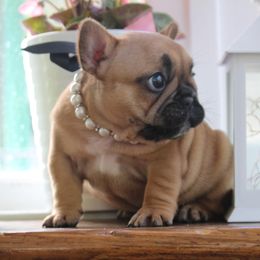 French Bulldog Puppies from 5th Avenue French Bulldogs