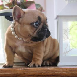 French Bulldog Puppies from 5th Avenue French Bulldogs