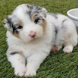 Australian Shepherds from Tinseltown Aussies