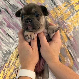 Minnie - Blue female French Bulldog puppy in Chesnee, South Carolina from Michael & Raisa