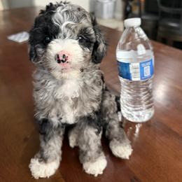 Cockapoo puppies from Pawcious Doodles