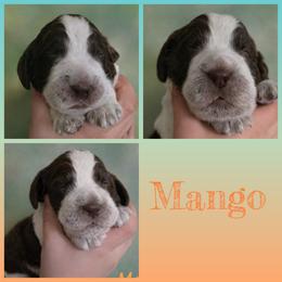 Mango - Liver white and roan male English Springer Spaniel puppy in Florida from Thunderbird Springers
