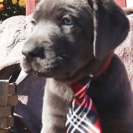Labrador Retriever Puppies from Jungle Lake Labrador Lodge