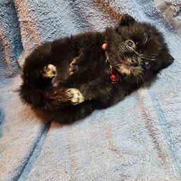 Pomeranian Puppies from Ramos' Pommies