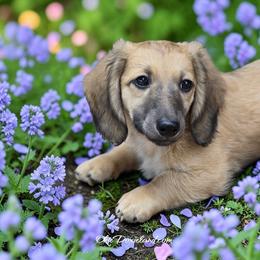 Marley - Cream male Dachshund puppy in Oklahoma City, Oklahoma from OkieDoxieland Dachshunds