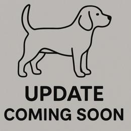 Splash - Black and white male Beagle puppy in Rose Bud, Arkansas from Rajun Cajun Kennels