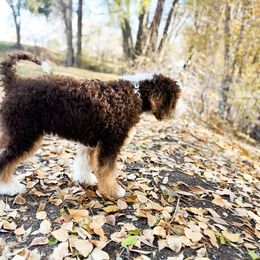 Bernedoodle All Grown Up from Gentle Giants Doodle Co.