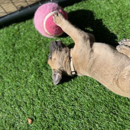 Cane Corso and Lowchen Puppies from High Royal Kennel