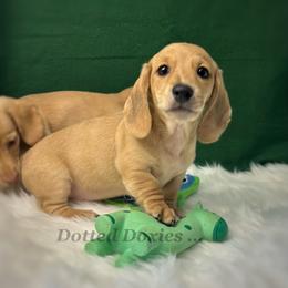 Augusta - Cream male Dachshund puppy in Havana, Florida from Dotted Doxies