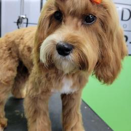 Pixie - Cavapoo