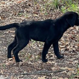 Labrador Retriever puppies from Castle Hills Labradors