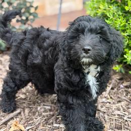 Blaze - Black and white male Aussiedoodle puppy in Midlothian, Texas from Gray Doodles