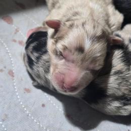 Red merle (with natural bobbed tail) - Red merle female Australian Shepherd puppy in Rainsville, Alabama from Chaparro Farm