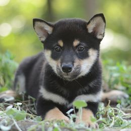 Shion 🩷 Black and Tan Girl - Black and tan female Shiba Inu puppy in Neosho, Missouri from Sunny Terrace Shibas