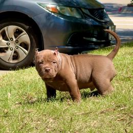 Pudge - Chocolate tri-color male American Bully puppy in Dallas, Texas from Manuia Kennels