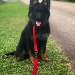 Kimchi - Bi-color female German Shepherd puppy in Pickens, South Carolina from Von Maqqedah Haus German Shepherds
