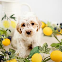 Girl 2 - Parti female Goldendoodle puppy in Athens, Alabama from Brewing Doodles
