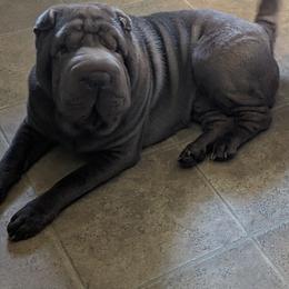 Gordo - Chinese Shar-Pei