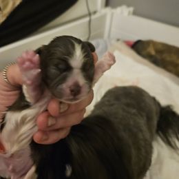 Teddy - Liver and white male Shih Tzu puppy in Cook County, Illinois from My Tzu Crew