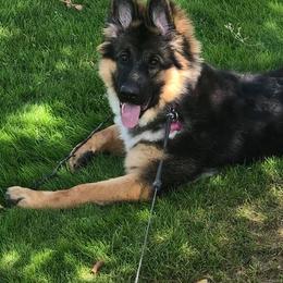 German Shepherd Puppies from Silver Knight Shepherds