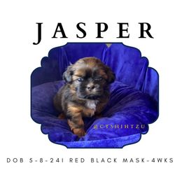 Shih Tzu Puppies from Crown & Tress Shih Tzu