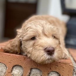 Aussiedoodles and Goldendoodles from Foneb Farm - The F1B Farm